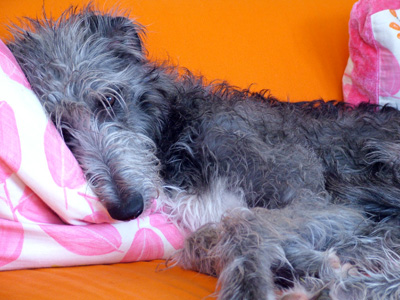 Hector reclining on forbidden settee!