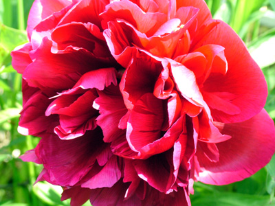 Peony