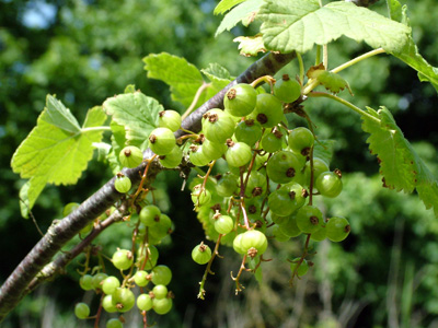 Growing redcurrants