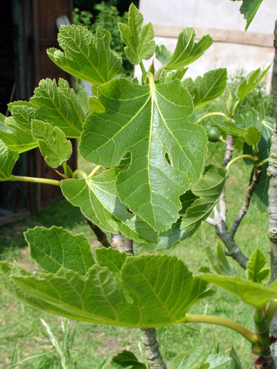 Lorenzo's fig