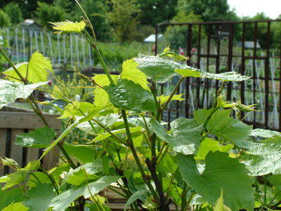 Outdoor vine