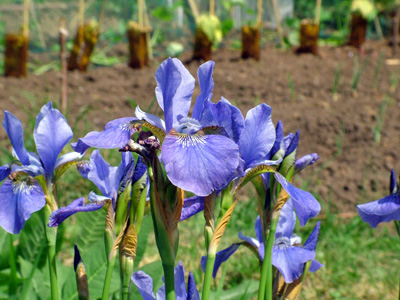 Iris sibirica 1