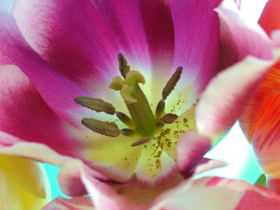 Lily-flowered tulip