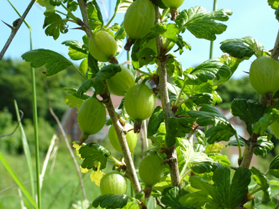 Gooseberry 1