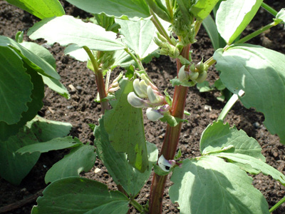 Our broad beans