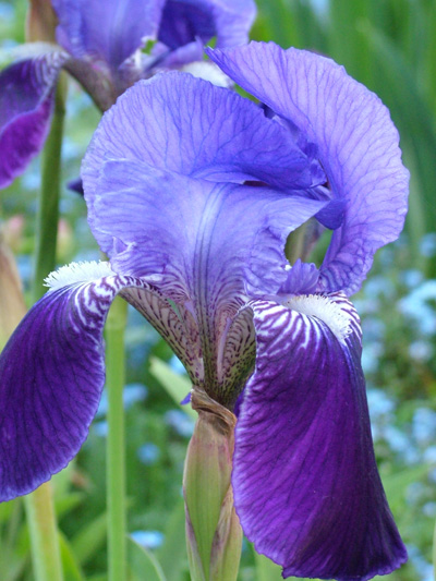 Blue Bearded Iris 1