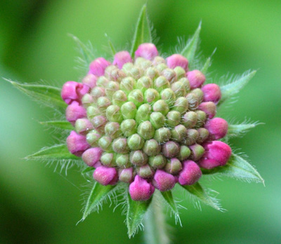 Knautia Bud