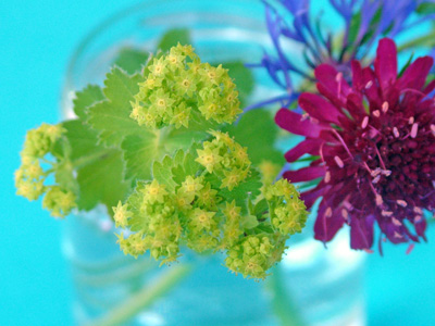 Alchemilla flowers