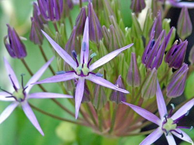 Allium in garden