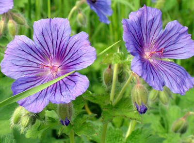 Hardy geranium 1