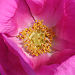 Rugosa rose 3