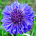 Cornflower