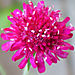 Burgundy Knautia 1