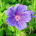 Hardy geranium 2