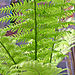 Tree fern