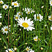 Ox-eye daisies 2