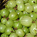 First gooseberries 4