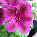 Wine pelargonium