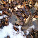 Old leaves in the snow