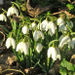 Snowdrops in orchard