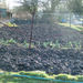 Allotments in winter