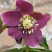 Dark hellebore