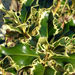 Variegated holly