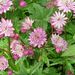 Astrantia rubra