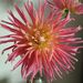 Pontiac blooms on kitchen table