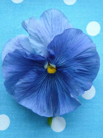 Pansy on blue (500)