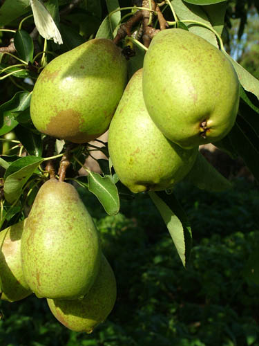 Pears in abundance (500)