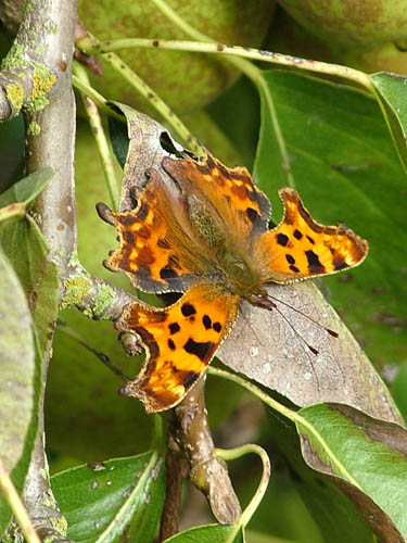 Comma on pear tree (500)