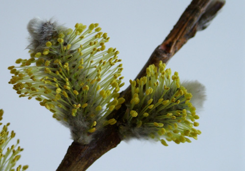 Pussy willow in bloom (500)