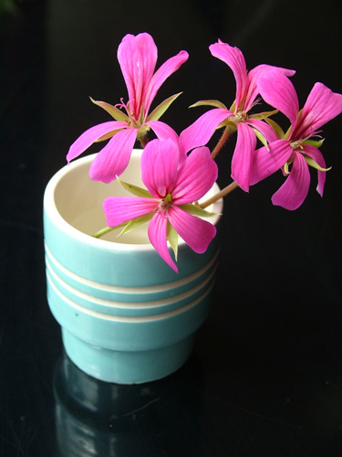 Pink trailing geranium in blue egg cup 2 (500)