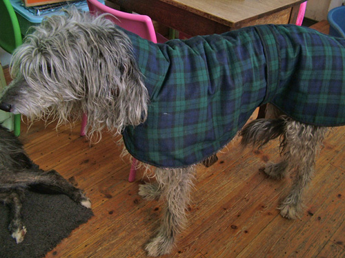 Hector in his smart coat (500)