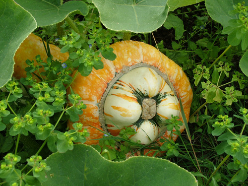 TurksTurban squash (500)