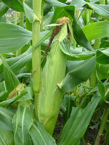 Succulent sweetcorn (500)