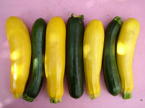 Goldena and Best of British courgettes (500)