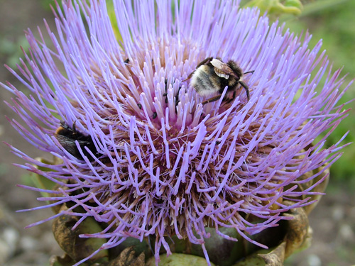 Flowering globe artichoke and friends (500)