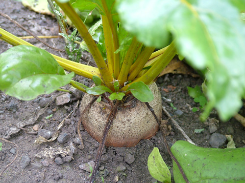 Golden beetroot (500)