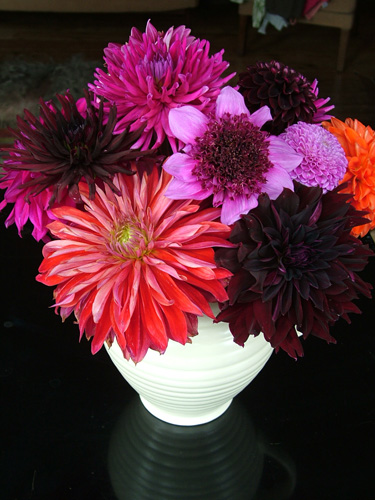 Dahlias against black background (500)