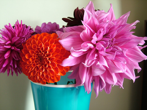 Dahlias in blue vase (500)