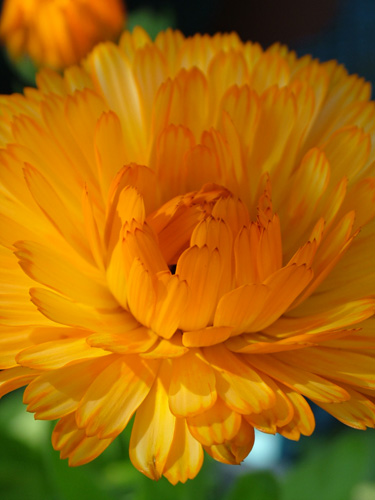 Allotment marigold (500)