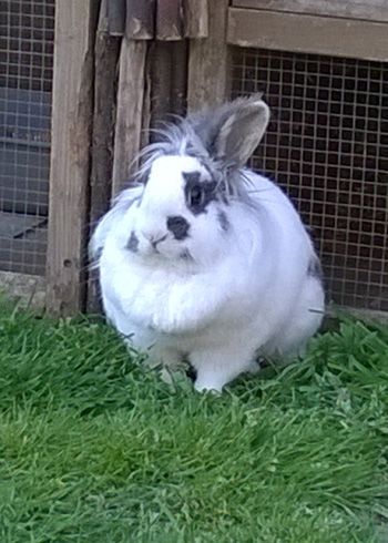 Einstein the Rabbit