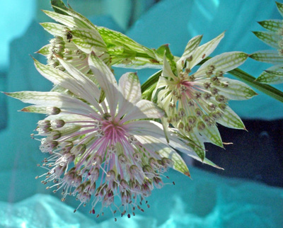 Astrantia on blue