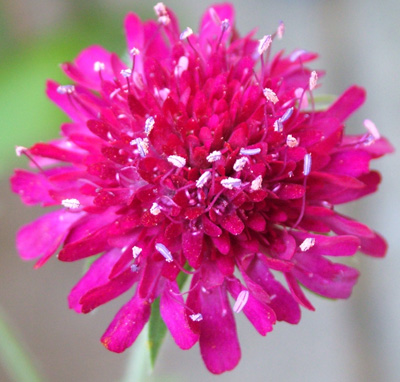 Burgundy Knautia 1