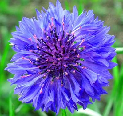 Cornflower