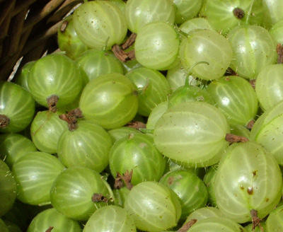 First gooseberries 4