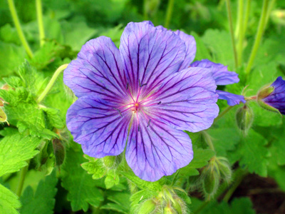 Hardy geranium 2