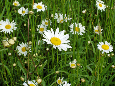 Ox-eye daisies 2